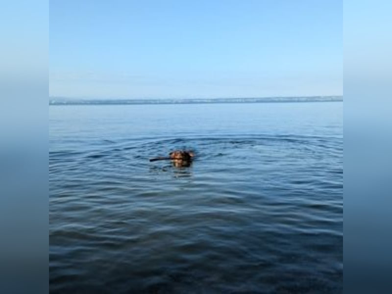 Caramel – sucht Menschen mit Geduld