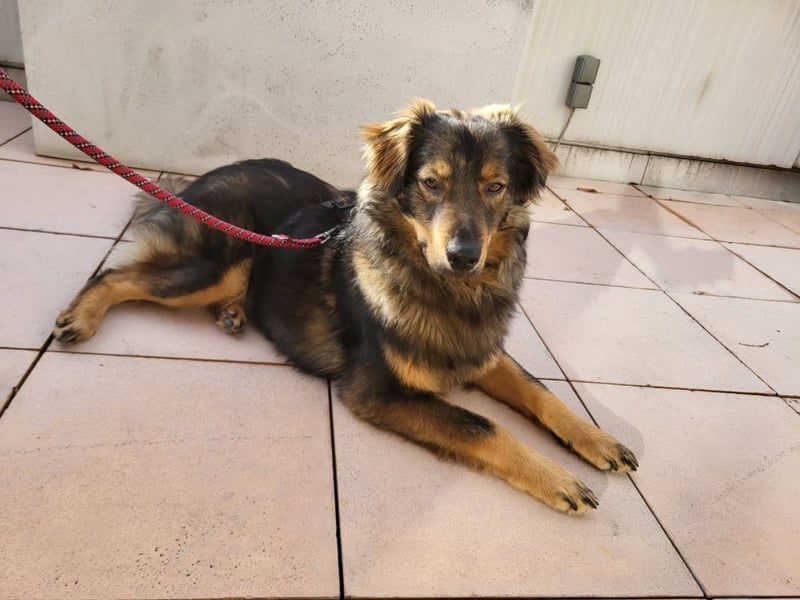 HECTOR- wartet in München auf deinen Besuch