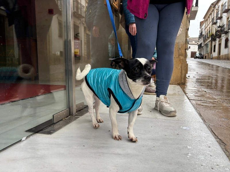 RUMI-kleines Herz auf 4 Pfoten, sanft, ruhig, liebt Kinder und Menschen -wo wartet seine Familie