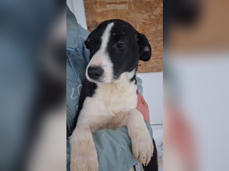 LEONIE-Sanfte BELLA-fristet in Kälte und Lärm ihr Dasein-wer hat ein liebevolles Für-immer-Zuhause?