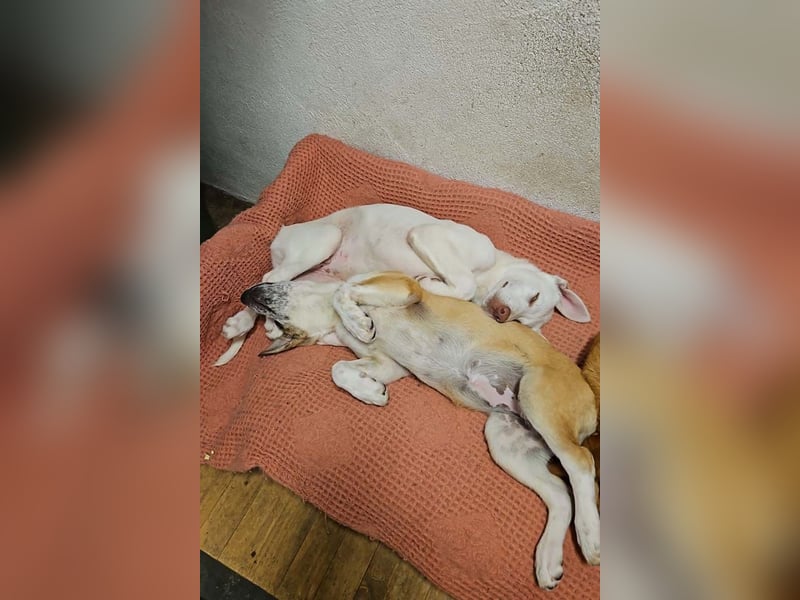 Kleine FLORA-alleine auf den Straßen unterwegs sucht sehnsüchtig liebevolles Zuhause