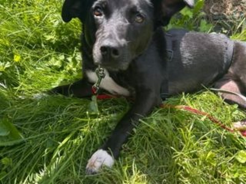 Shannon-Neugierig und doch ein bisschen vorsichtig