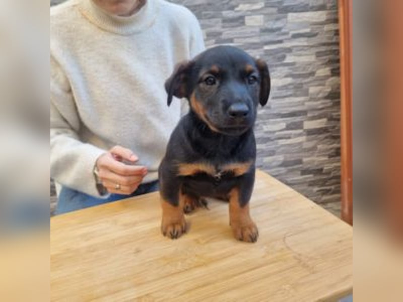 ROBI-kleiner Zwerg sucht seinen Lieblingsmenschen