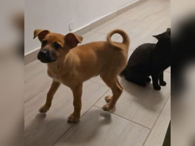 SCOOBY-Kleine Pfoten und riesiges Herz – Scooby sucht sein Für-immer-Zuhause