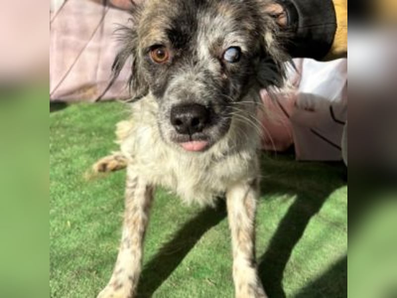 MAGGIE-sucht ein Menschenherz, das ihr die Welt zeigt