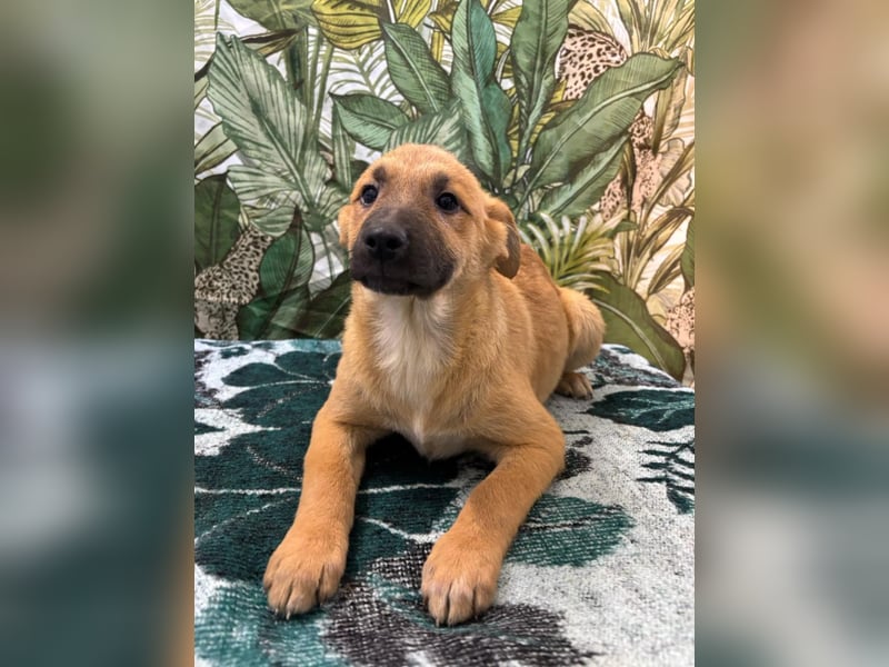 Lilly – will in einem Zuhause groß werden