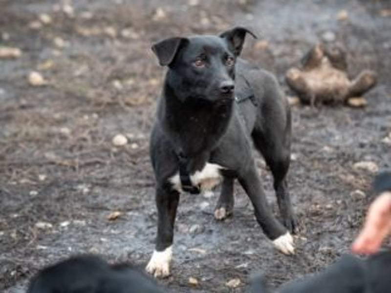 Shannon-Neugierig und doch ein bisschen vorsichtig