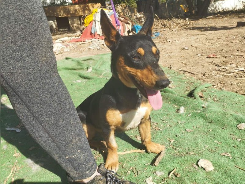 OZZY-fröhliches, offenes, liebenswertes Kerlchen sucht seine "Für-immer-Familie"