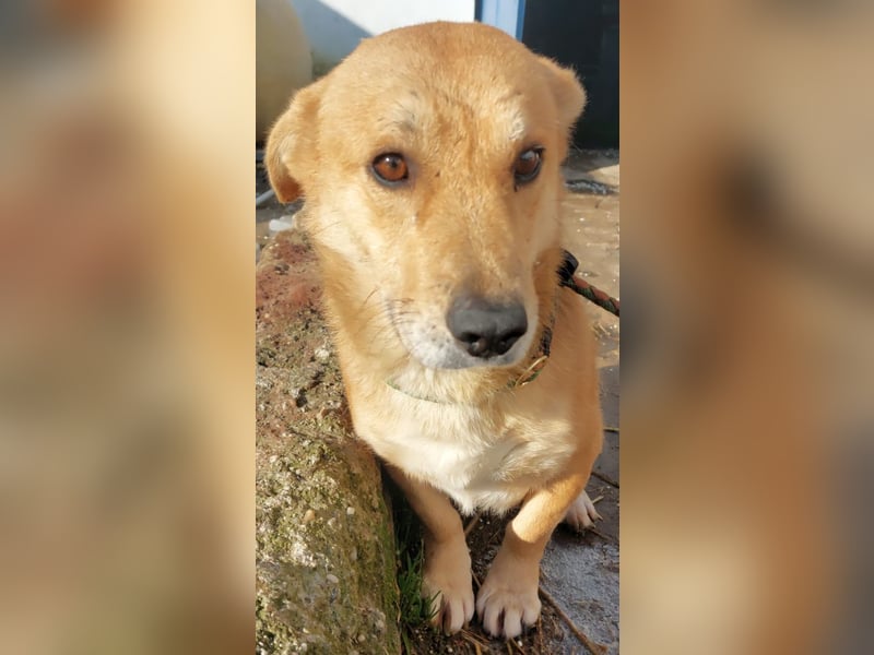 HONEY-feiner Charakter, traurige, braune Kulleraugen auf der Suche nach liebevollem Zuhause