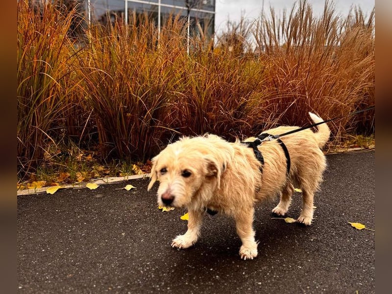 Süße JUNO sucht ihre liebevolle Für-immer-Familie