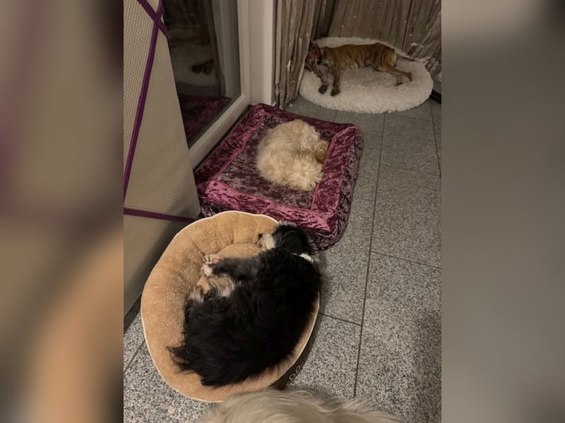 JHONNY-wahrer Schatz auf 4 Pfoten erobert alle Herzen, wartet sehnsüchtig auf sein Für-immer-Zuhause