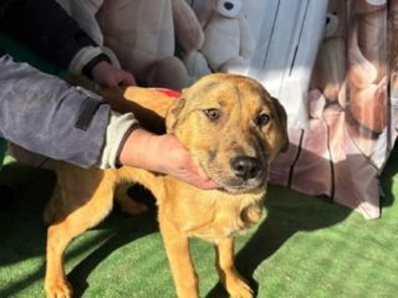 PRINCESS-Wären Sie bereit, Princess zum Teil Ihrer Familie zu machen?