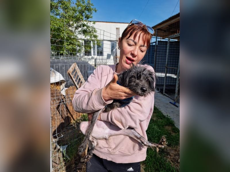 Herzallerliebste ATHENA- verschmust, gerettet, sucht sehnsüchtig liebes Für-immer-Zuhause