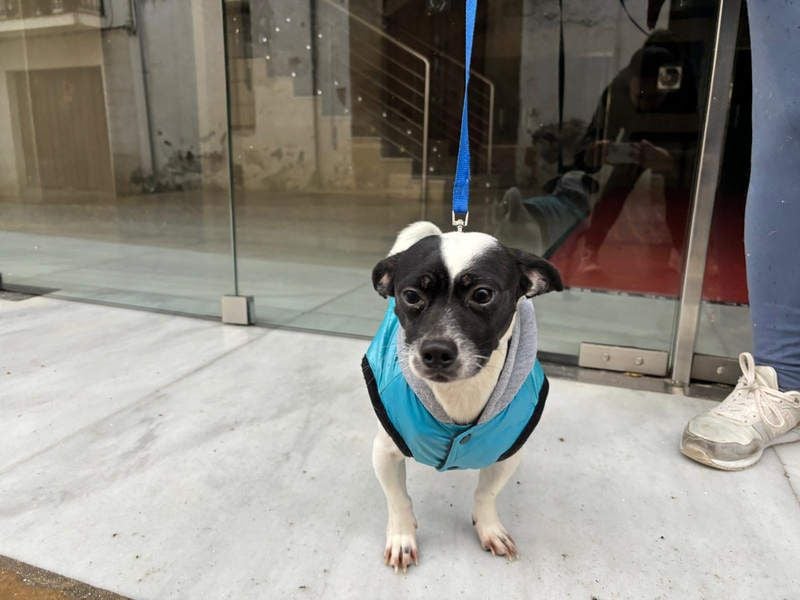 RUMI-kleines Herz auf 4 Pfoten, sanft, ruhig, liebt Kinder und Menschen -wo wartet seine Familie