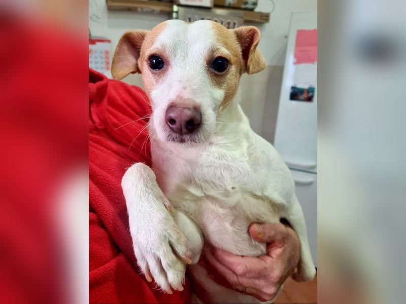 Fröhlicher BAKU-wartet in 79280 Au auf sein liebevolles Zuhause