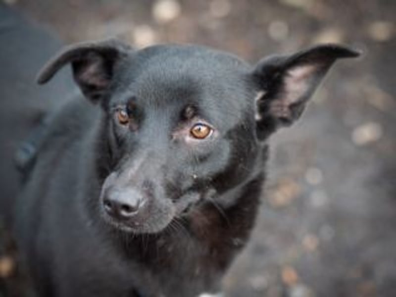 Shannon-Neugierig und doch ein bisschen vorsichtig