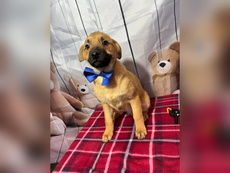 Zuckersüßer Buddy– wartet in 88677 Markdorf auf sein liebevolles Für-immer-Zuhause