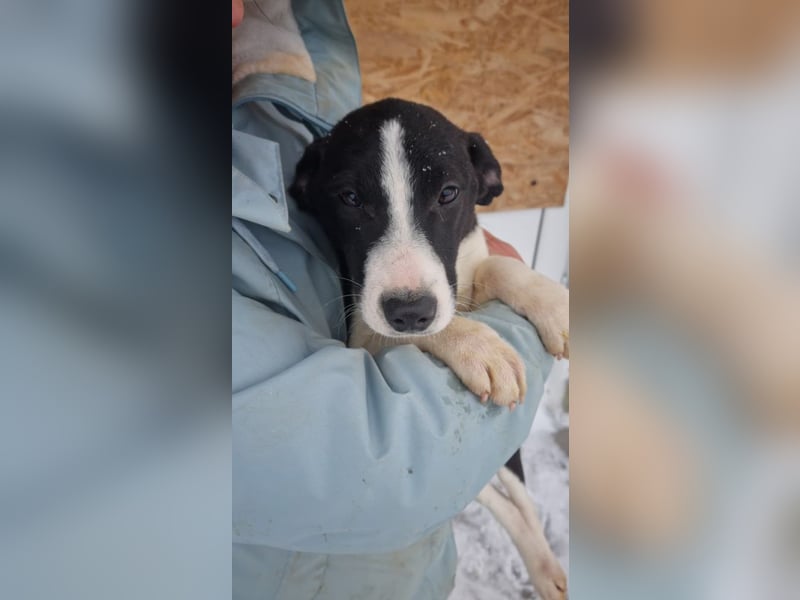 LEONIE-Sanfte BELLA-fristet in Kälte und Lärm ihr Dasein-wer hat ein liebevolles Für-immer-Zuhause?