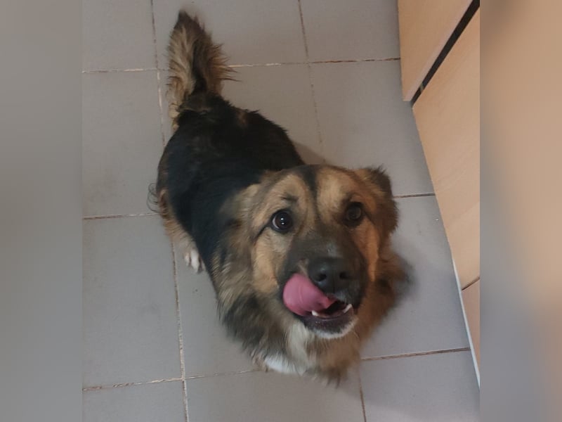 Zuckersüßer BORIS-lieb zutraulich und wartet ganz besonders auf seine liebevolle Für-immer-Familie