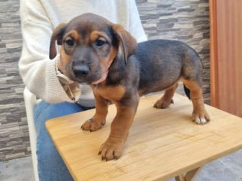 FARAH-kleiner Wirbelwind sucht seine Menschenfamilie