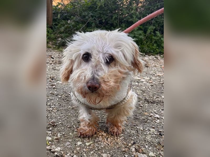 JHONNY-wahrer Schatz auf 4 Pfoten erobert alle Herzen, wartet sehnsüchtig auf sein Für-immer-Zuhause