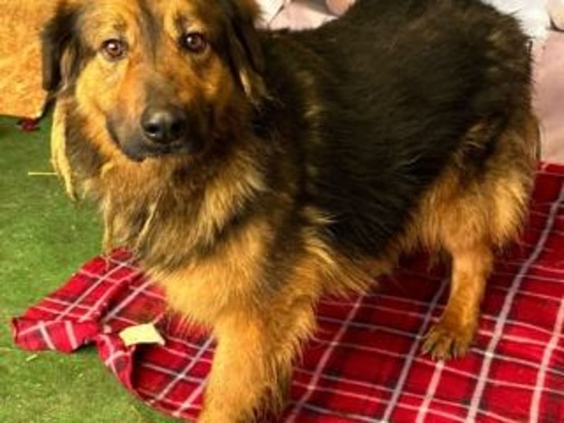 BOBBY-sucht Menschen, die ihm zeigen, was Leben auch sein kann