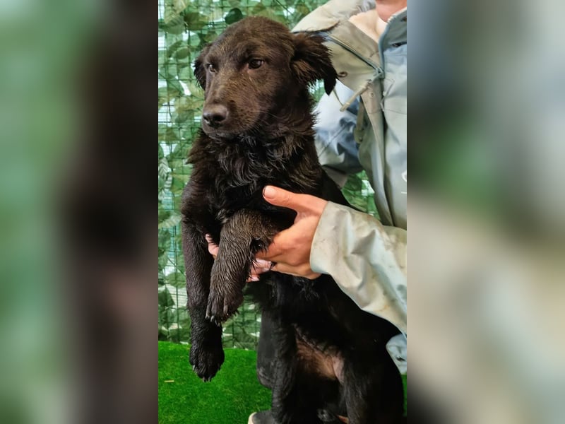 Freundliche MAGGY- wartet auf gepacktem Köfferchen auf ihre liebevolle Familie