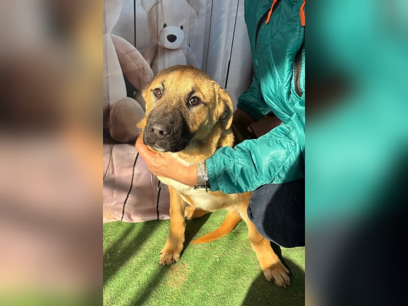 KNOX- sehr menschenbezogen, verschmust, liebesbedürftig bereit für seine Für-immer-Familie