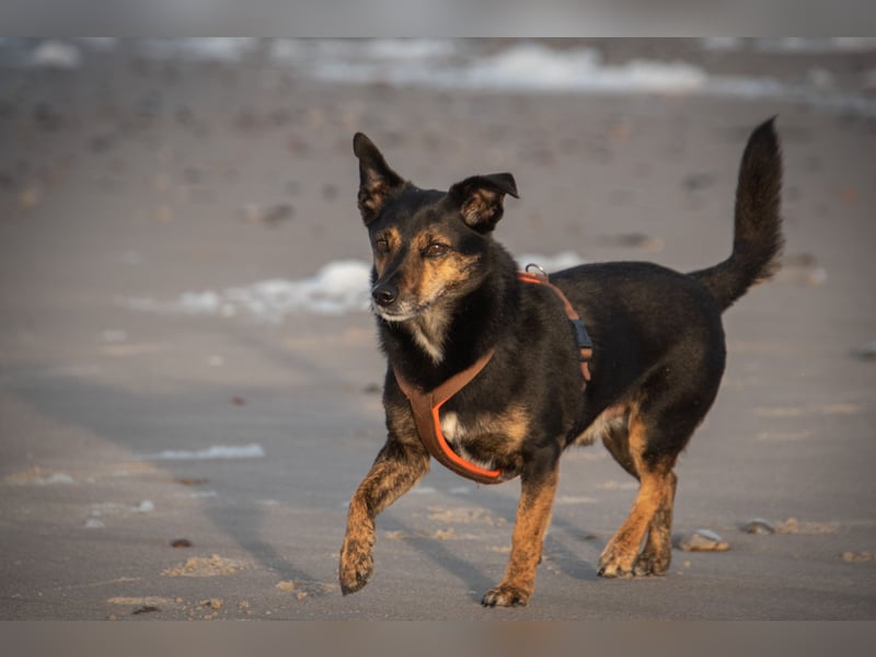 Deckrüde - Border-Collie-Mischling - sucht einmaliges Abenteuer
