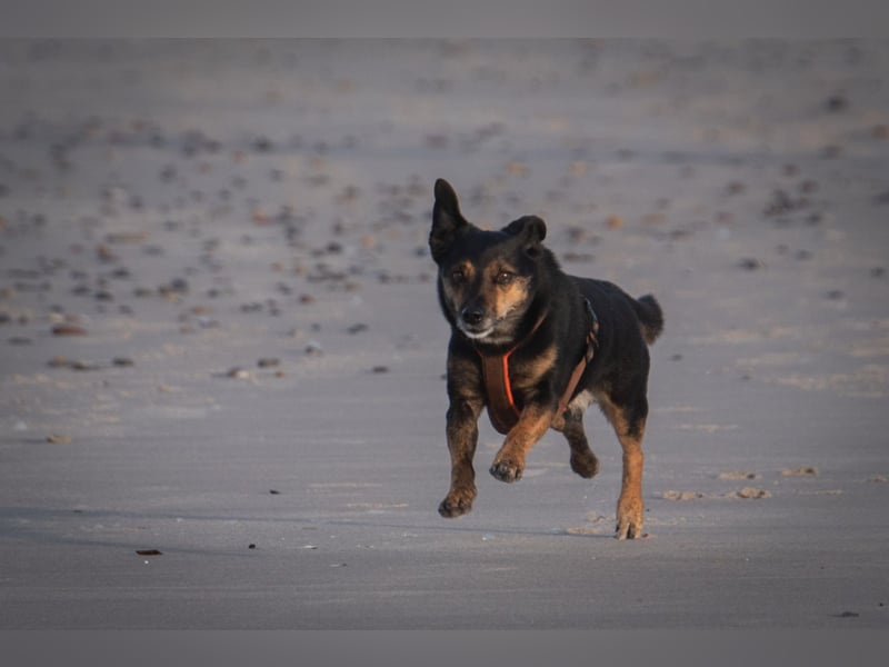 Deckrüde - Border-Collie-Mischling - sucht einmaliges Abenteuer