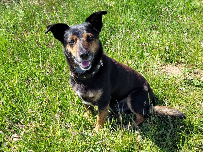 Deckrüde - Border-Collie-Mischling - sucht einmaliges Abenteuer