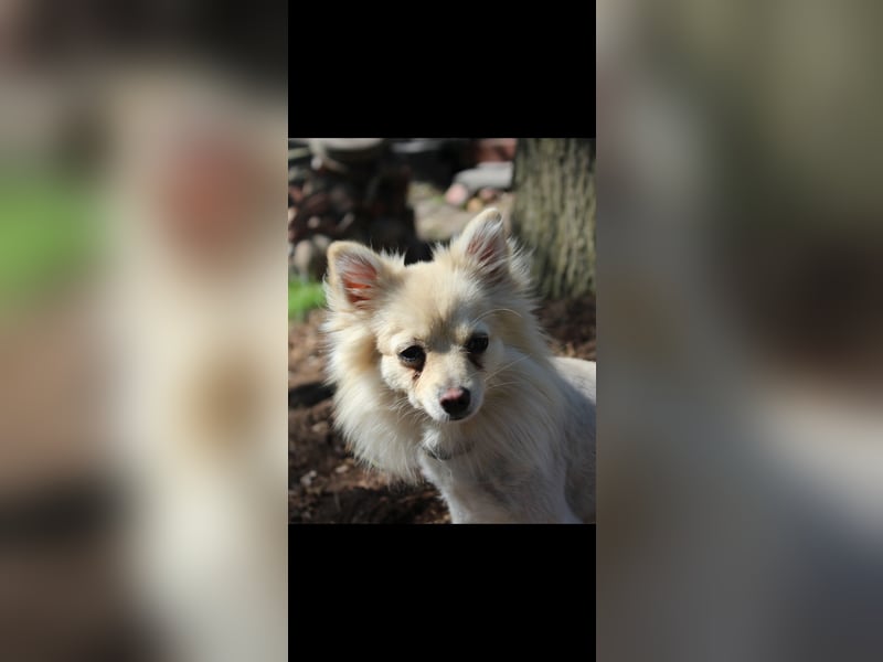 Spitz Mix Hündin sucht Bestplatz