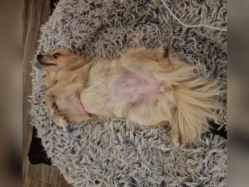 Spitz Mix Hündin sucht Bestplatz
