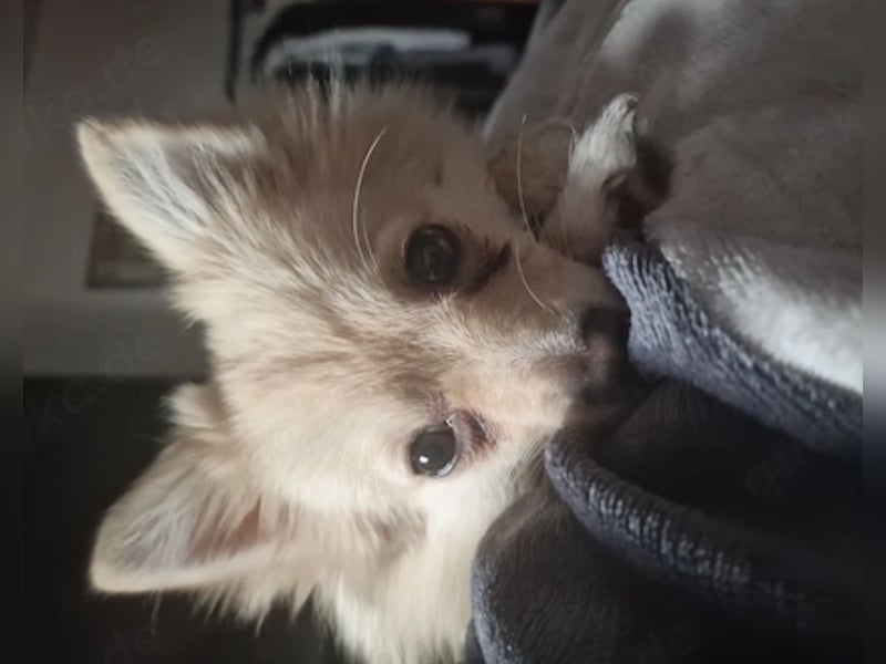 Spitz Mix Hündin sucht Bestplatz