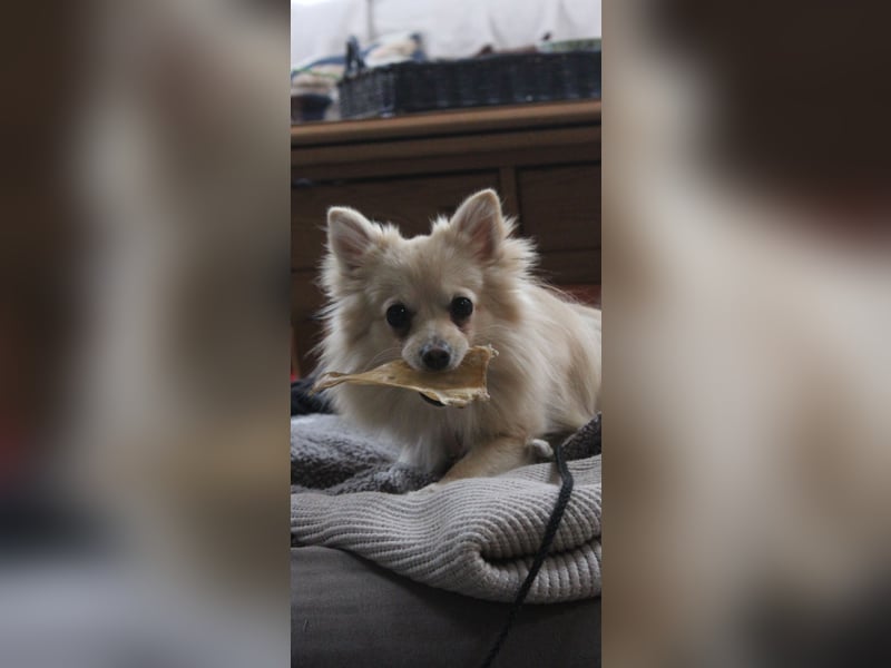 Spitz Mix Hündin sucht Bestplatz