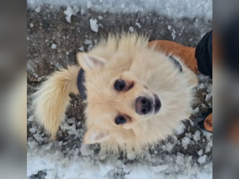 Spitz Mix Hündin sucht Bestplatz