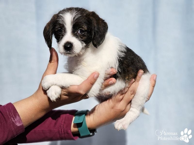 Luna ist ein fröhliches Mischlingsmädchen