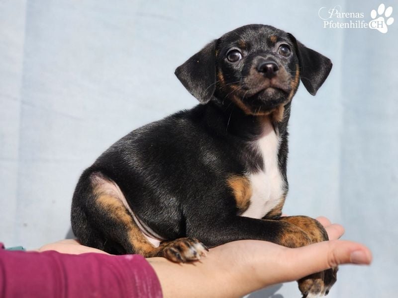 Lisandro, kleiner Mischlingswelpe mit großem Herzen