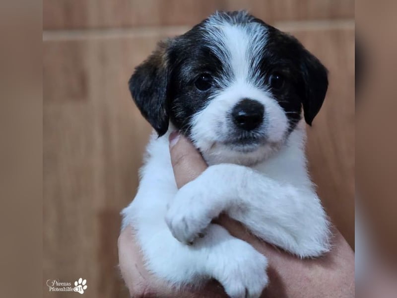 Luna ist ein fröhliches Mischlingsmädchen