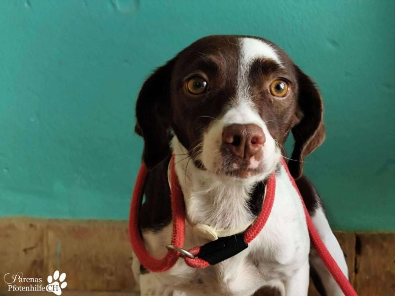 Jonna hat ein freundliches., verschmustes Wesen