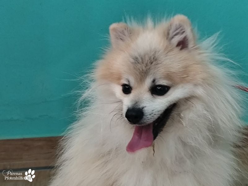Vaniel ist ein kleiner Spitz(Mix), intelligent, neugierig, sehr anhänglich