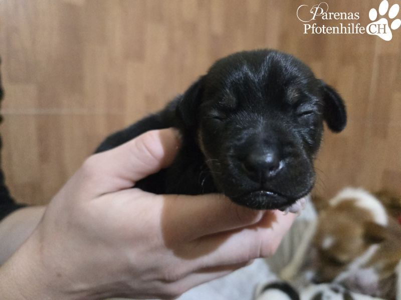 Lisandro, kleiner Mischlingswelpe mit großem Herzen