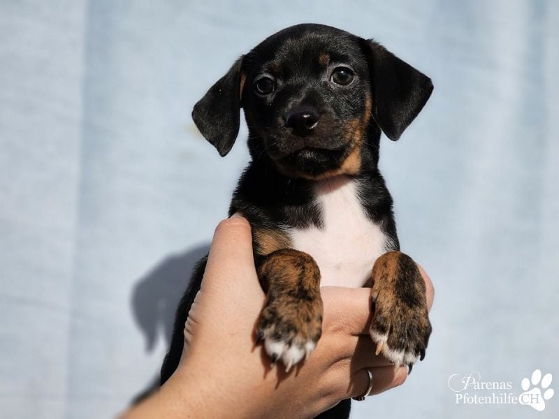 Lisandro, kleiner Mischlingswelpe mit großem Herzen