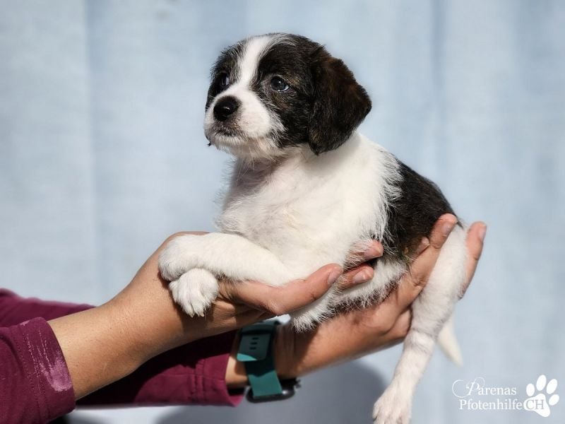 Luna ist ein fröhliches Mischlingsmädchen