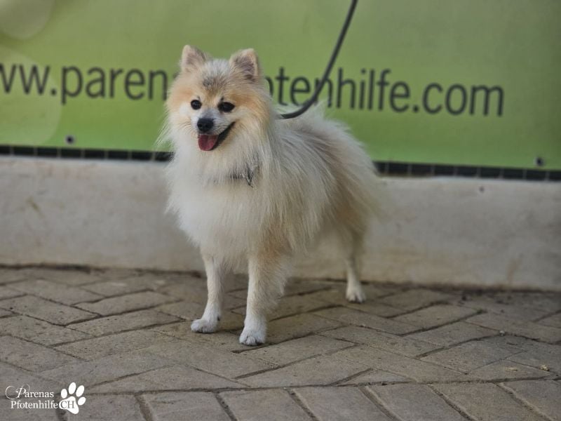 Vaniel ist ein kleiner Spitz(Mix), intelligent, neugierig, sehr anhänglich