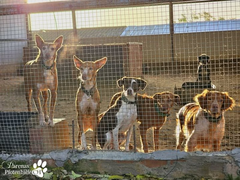 Jonna hat ein freundliches., verschmustes Wesen