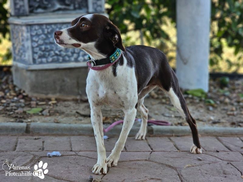 Jonna hat ein freundliches., verschmustes Wesen