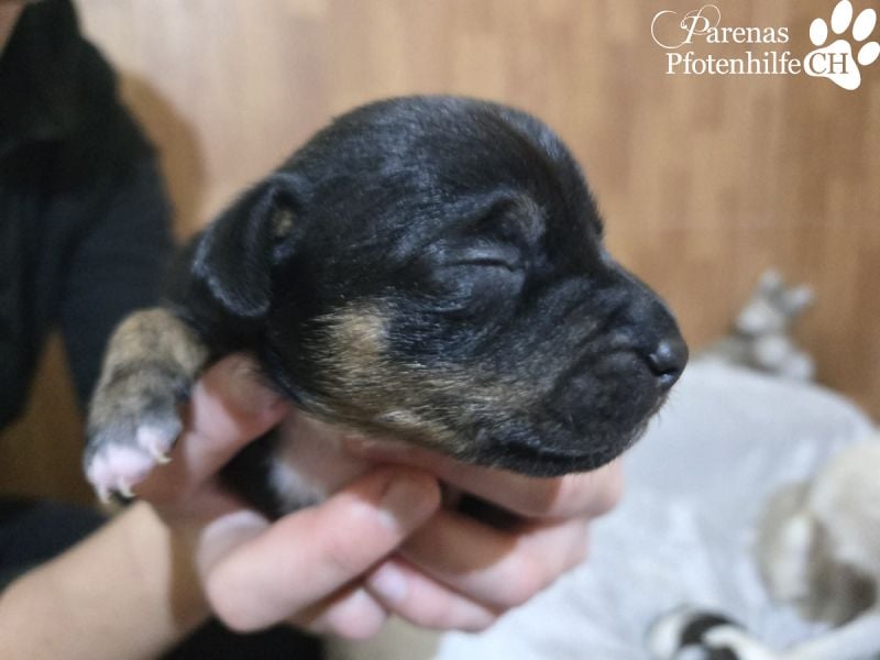 Lisandro, kleiner Mischlingswelpe mit großem Herzen