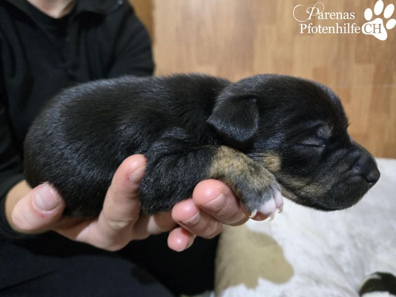 Lisandro, kleiner Mischlingswelpe mit großem Herzen