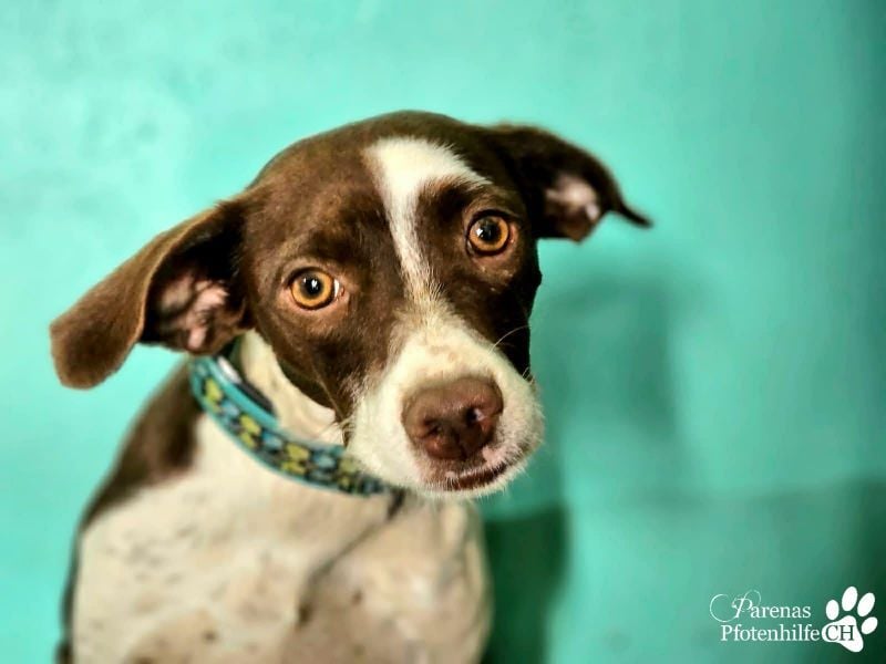 Jonna hat ein freundliches., verschmustes Wesen